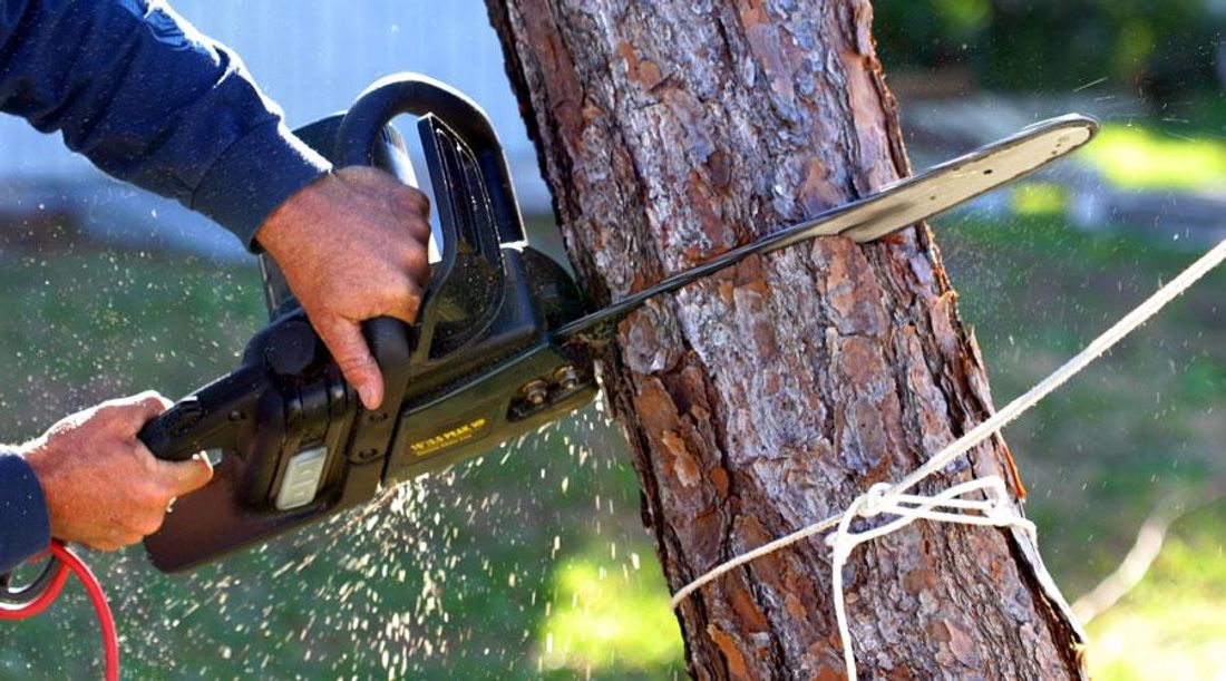2021 How Much Does Tree Removal Cost?