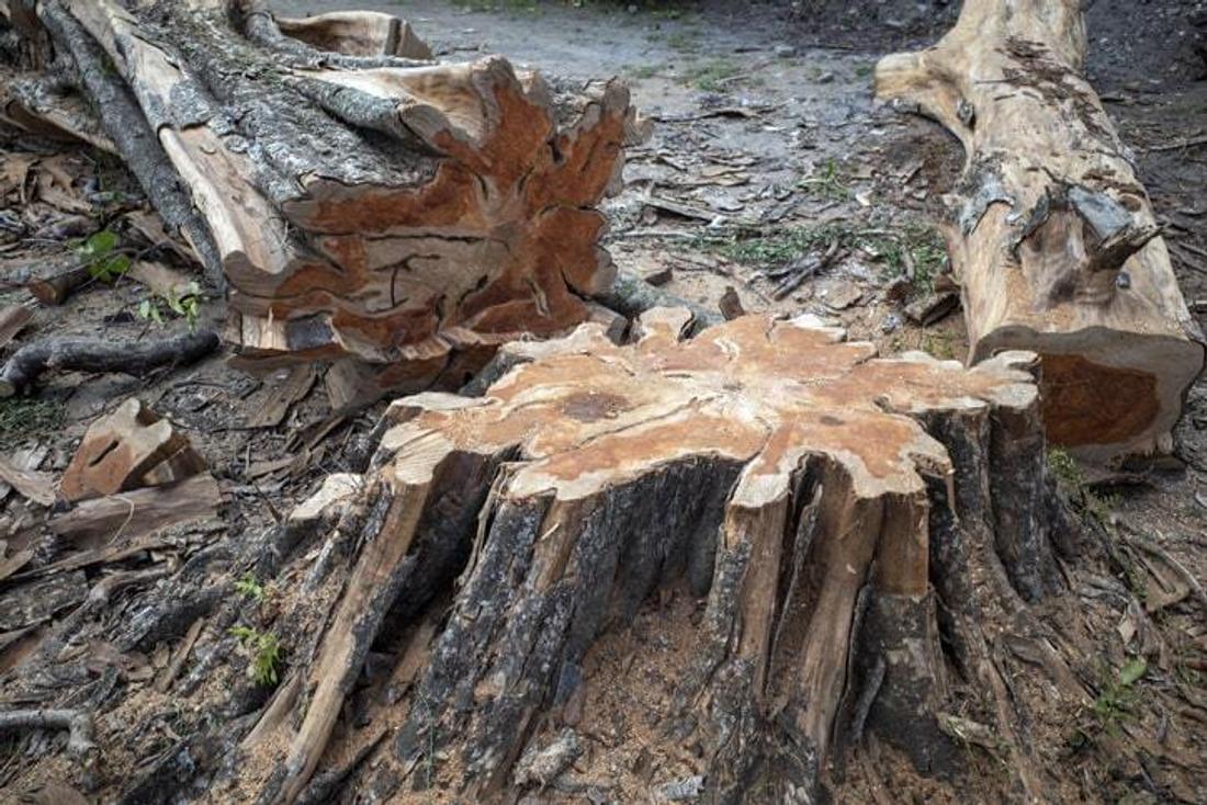 Visual Reference: How Much Does Tree Stump Removal Cost 2026