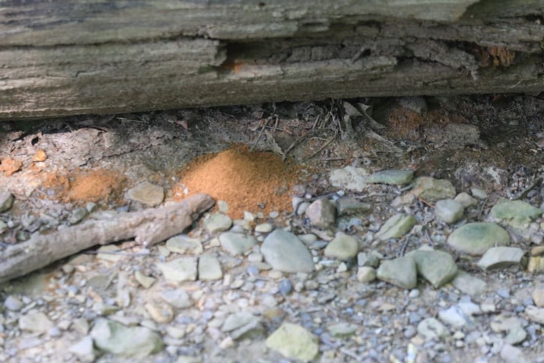 damaged timber caused by termites