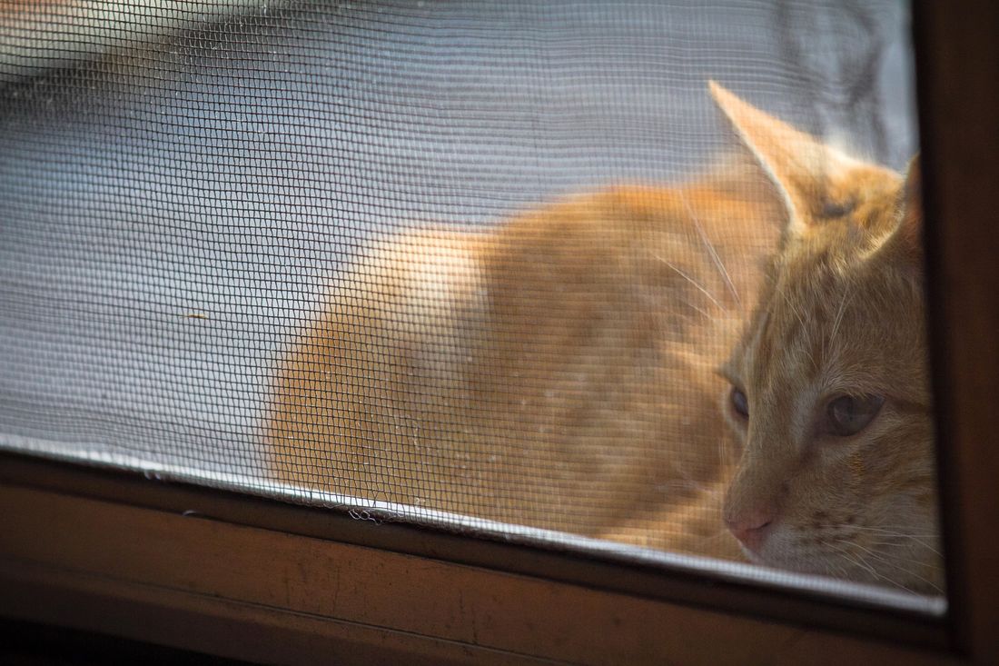 Petproof your flyscreen mesh