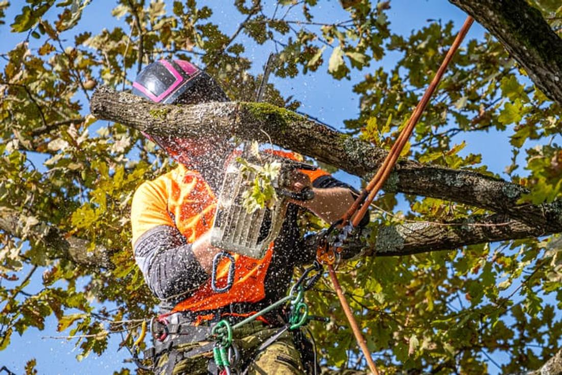 Best Tree Trimming Near Me (3 Quotes Fast)