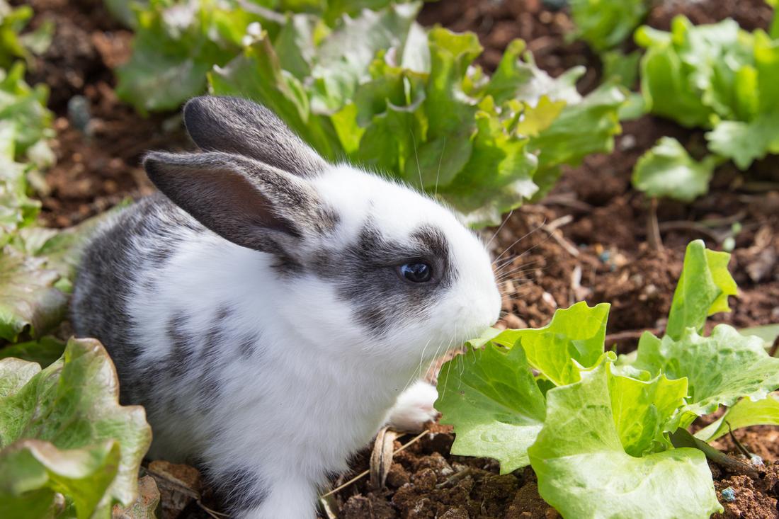 Garden pests - How to spot and control