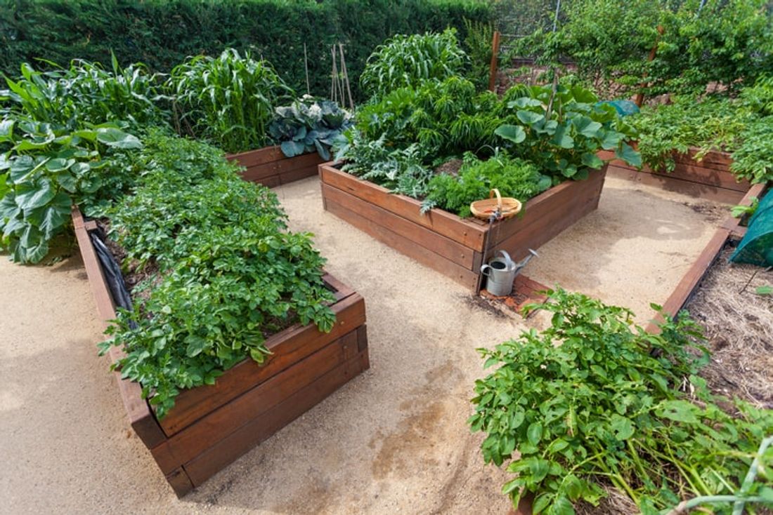 Vegetables to Grow in Winter