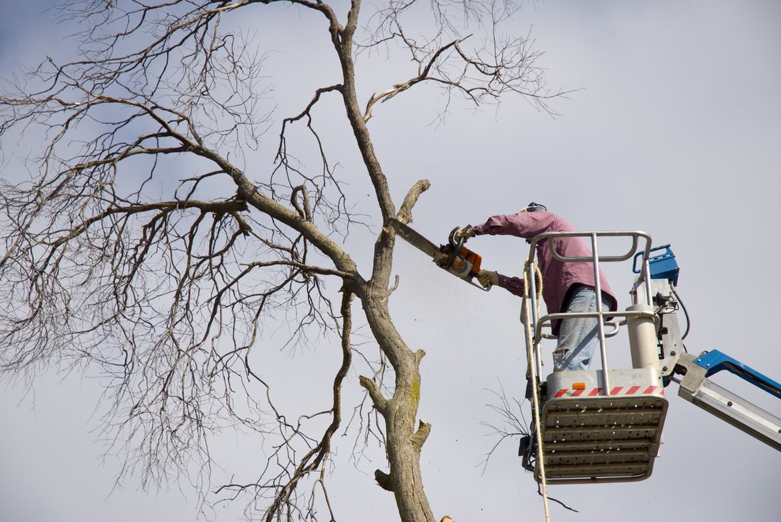 Tree pruning and surgery