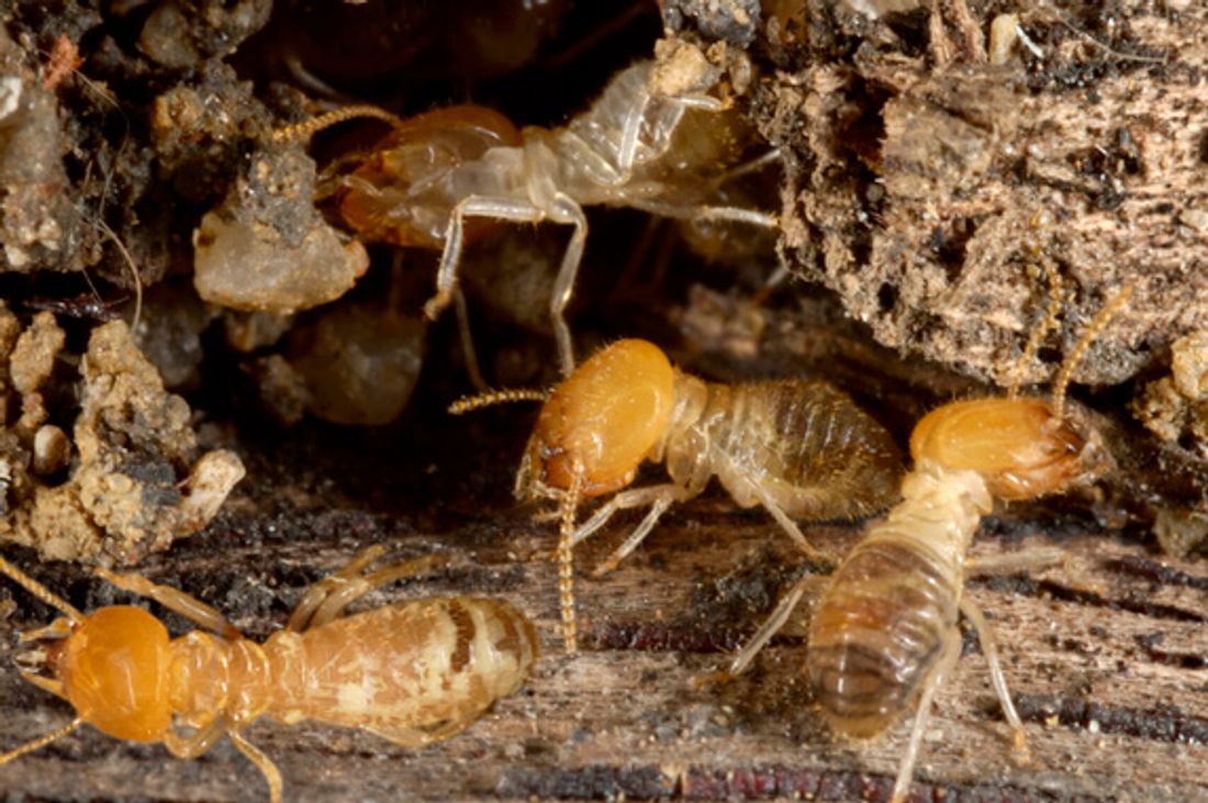 Termites taking over the house