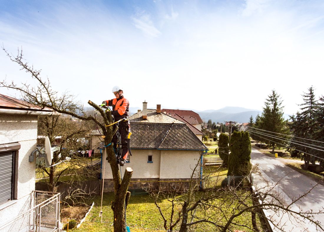 How Much Does An Arborist Report Cost 2024 how-much-does-an-arborist-report-cost-2024