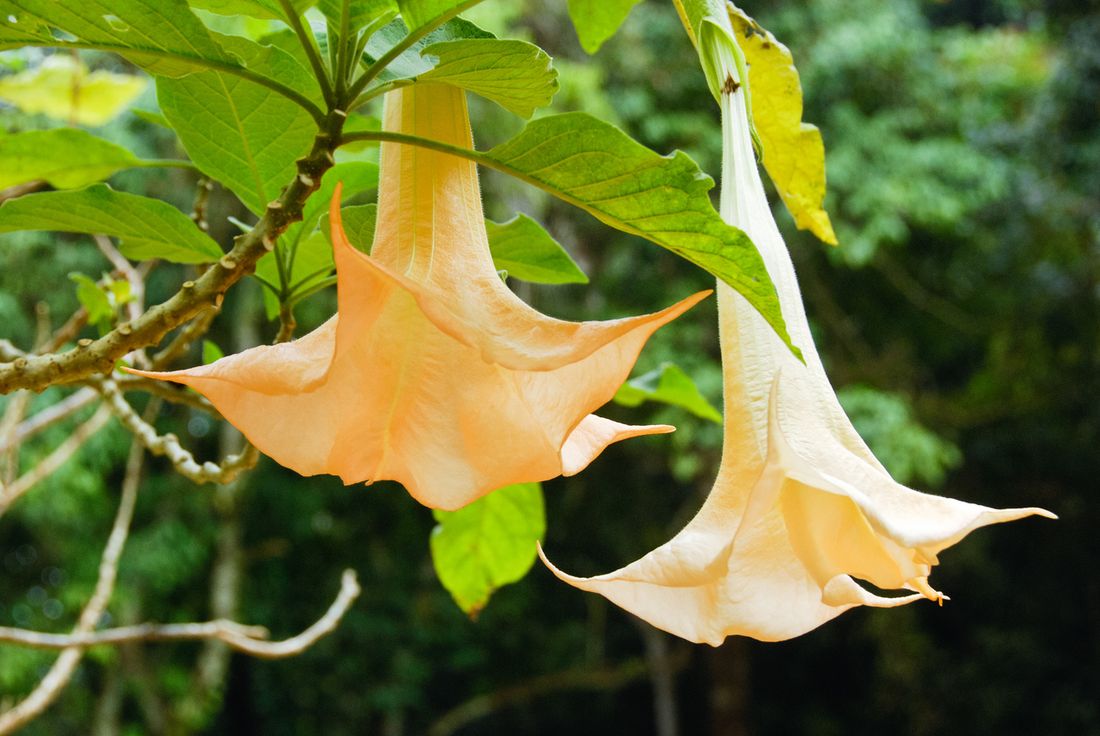 The most poisonous plants in Australia