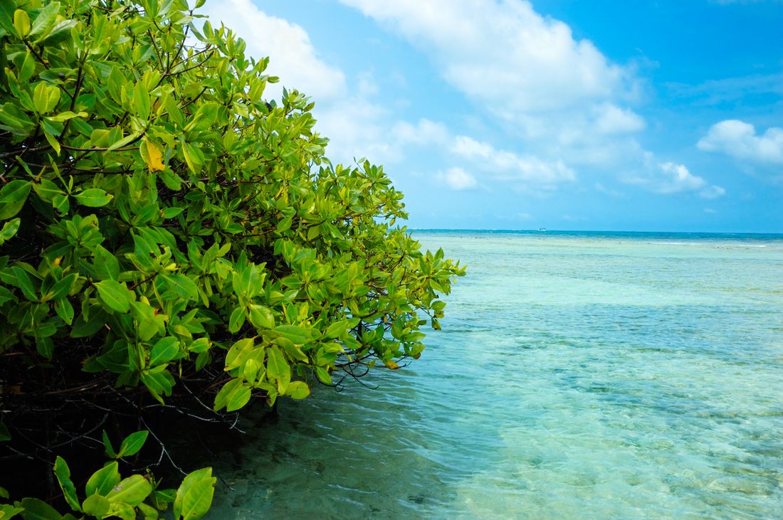 The most poisonous plants in Australia