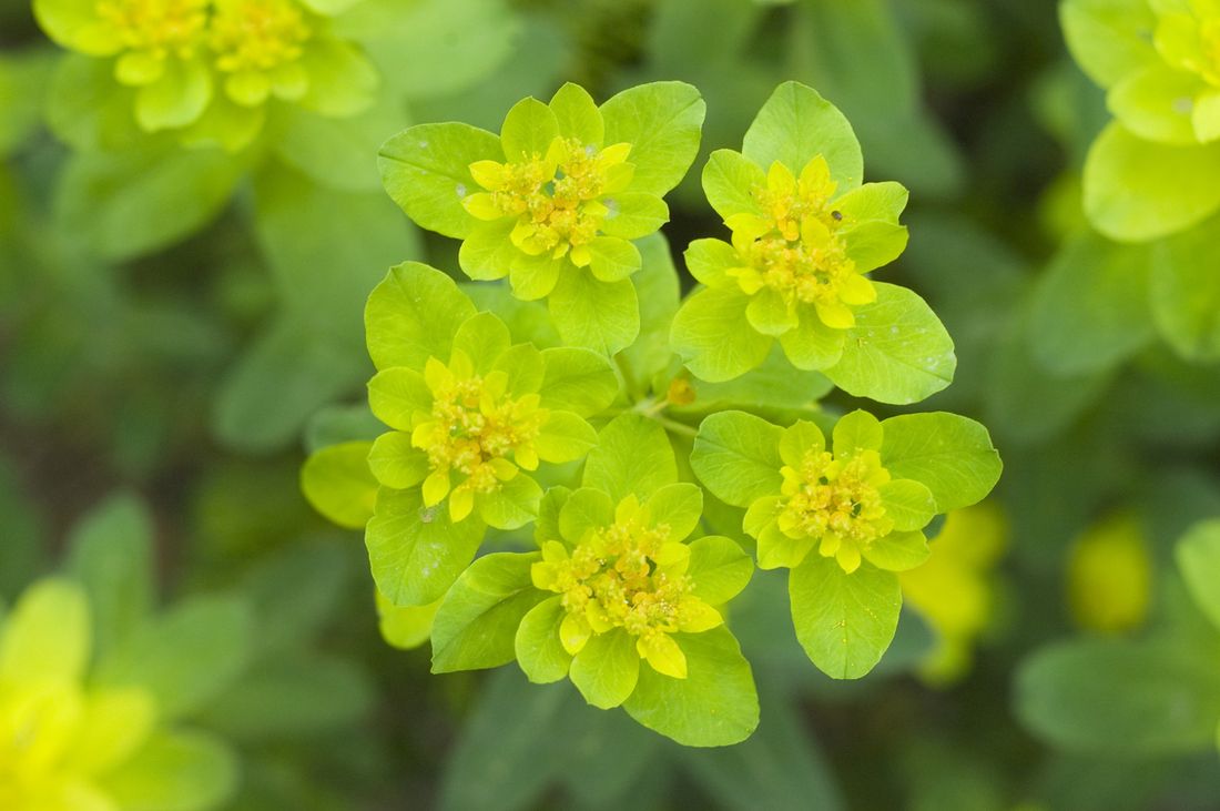 The most poisonous plants in Australia