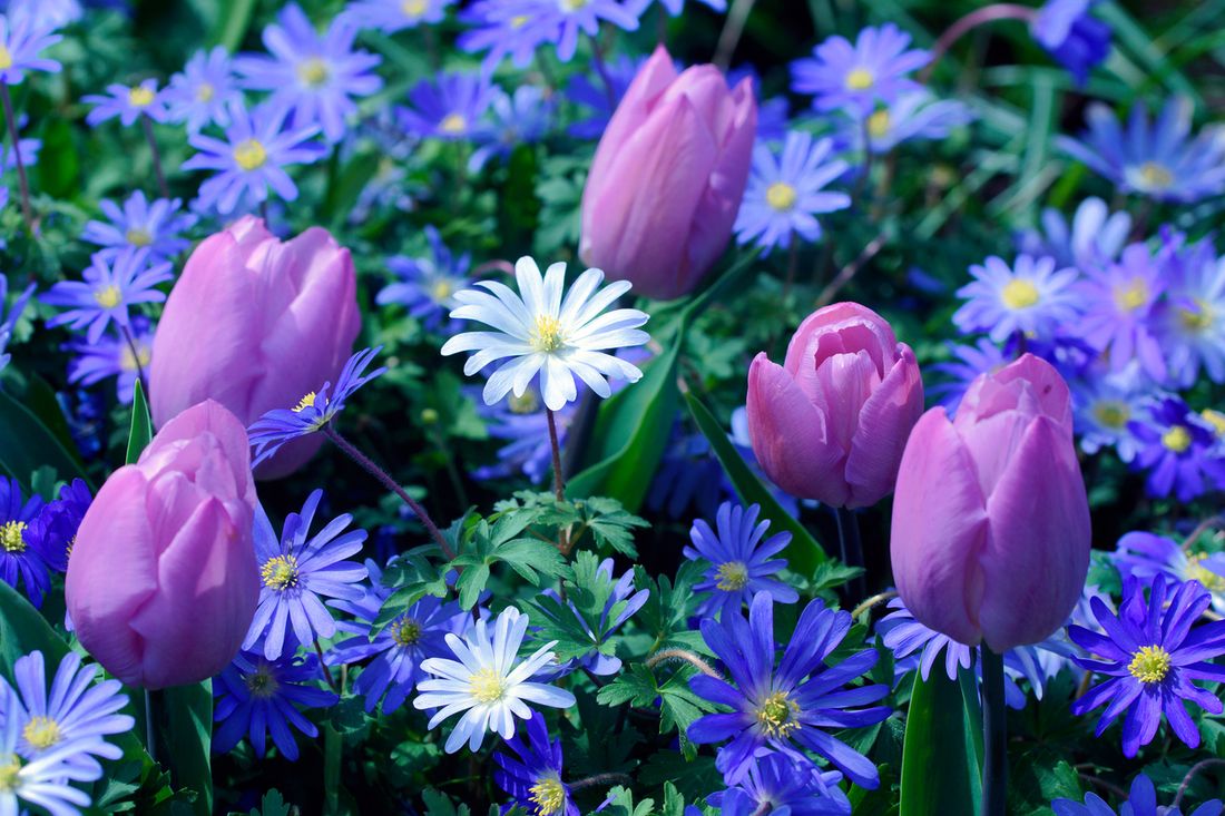 The best flowering plants for spring