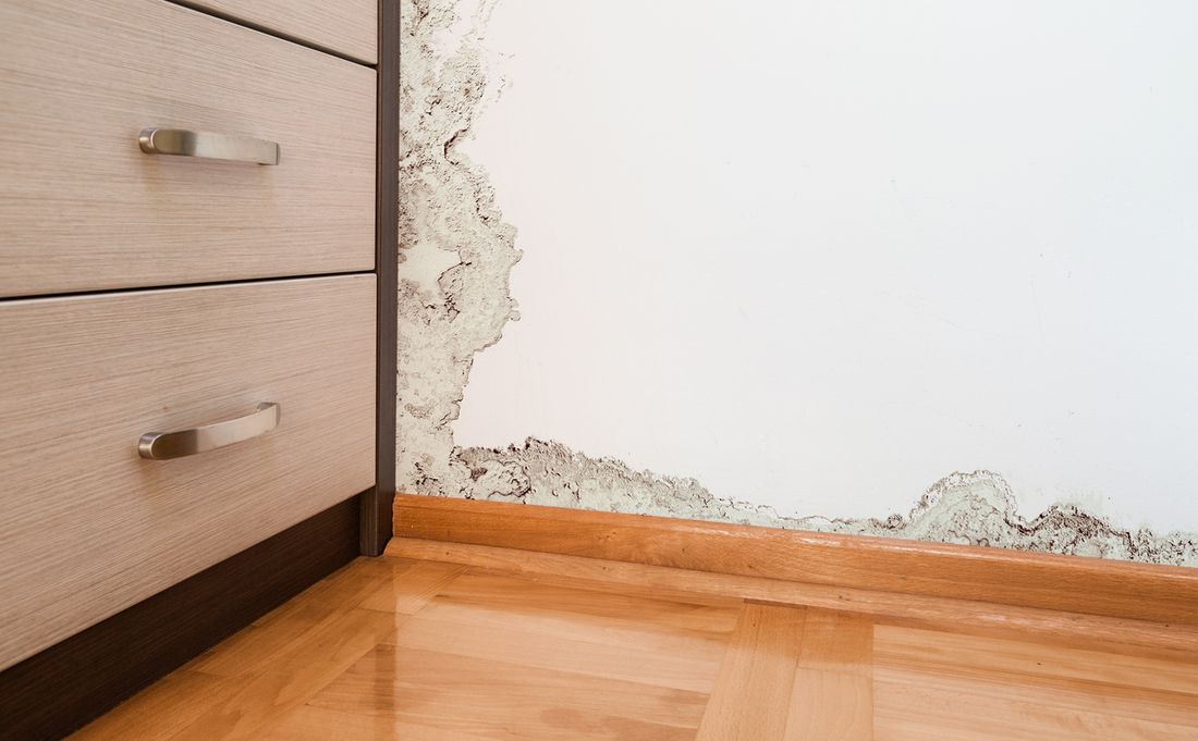 How to get rid of mould in the house Mould removal