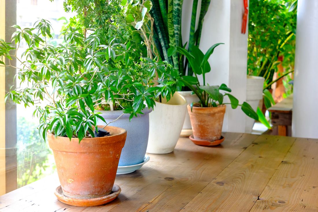 Keep your indoor plants thriving through winter