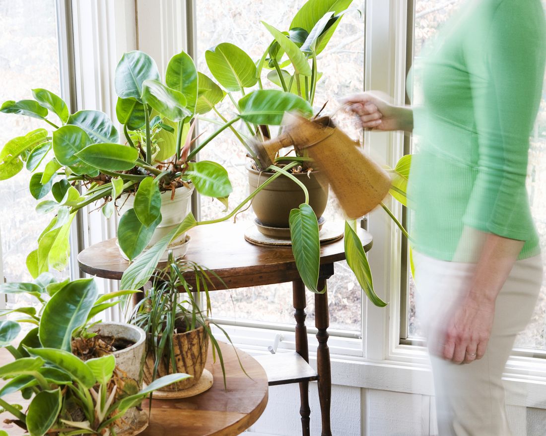 Keep your indoor plants thriving through winter