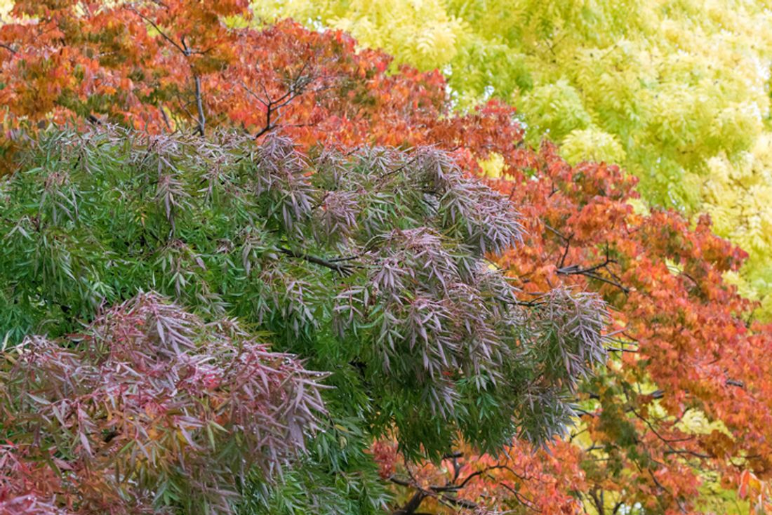 The best trees for autumn colours - hipages.com.au