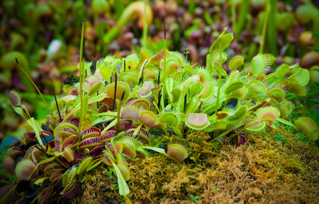 How to grow carnivorous plants at home