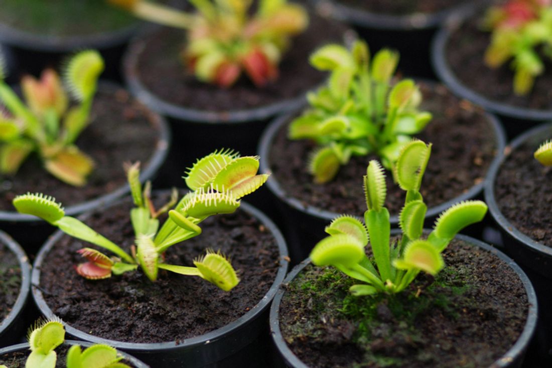 How to grow carnivorous plants at home