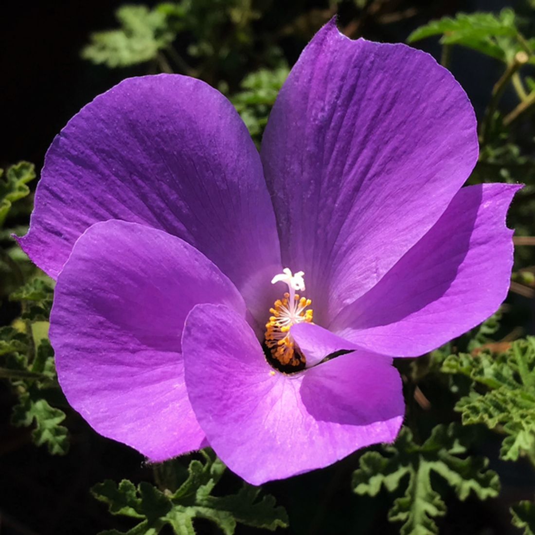 Native Australian plants for winter