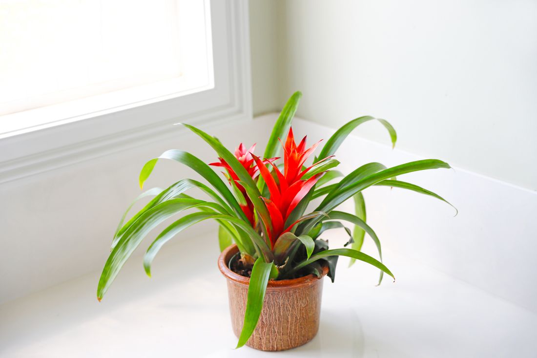 Best Plants for the Bathroom in Australia