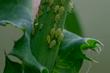 Common Garden Pests - How To Prevent Them
