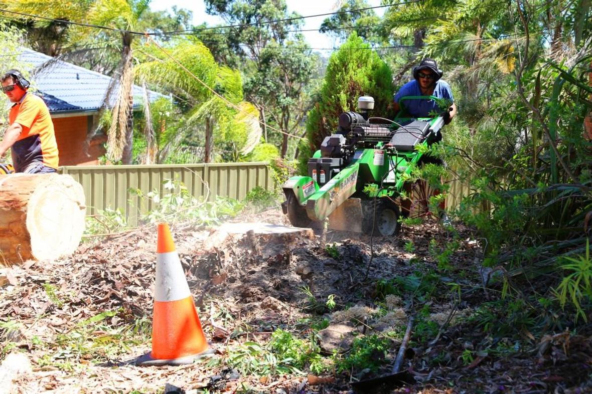 Tree removal hipages
