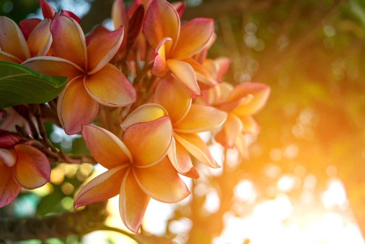 How to Grow Frangipani from Cuttings