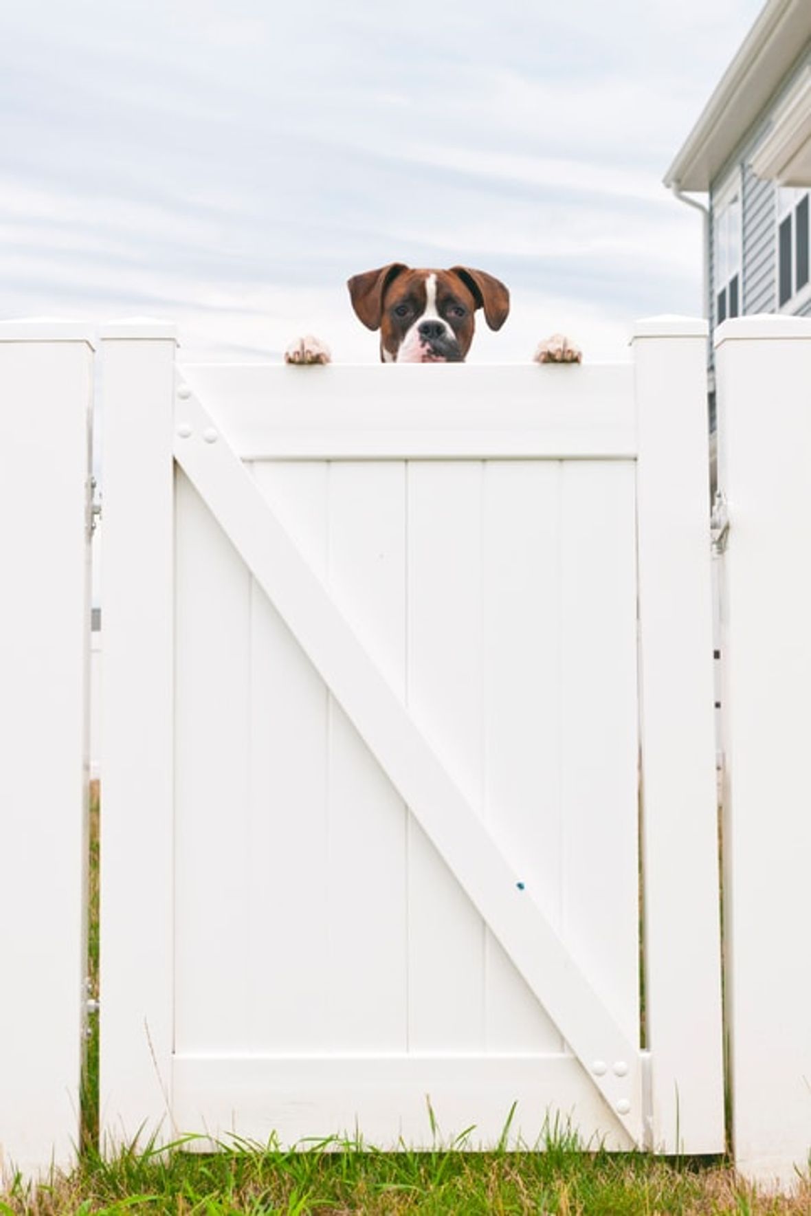 Dog Proof Your Fencing