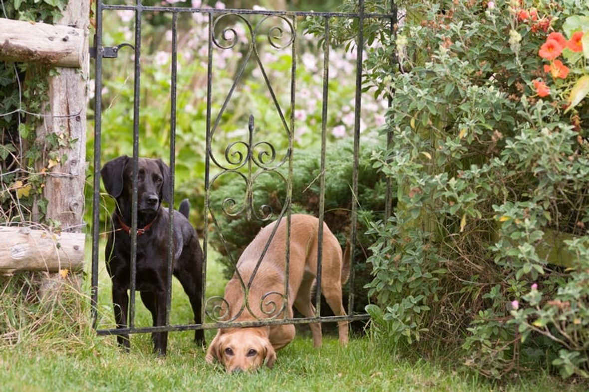 Dog Proof Your Fencing
