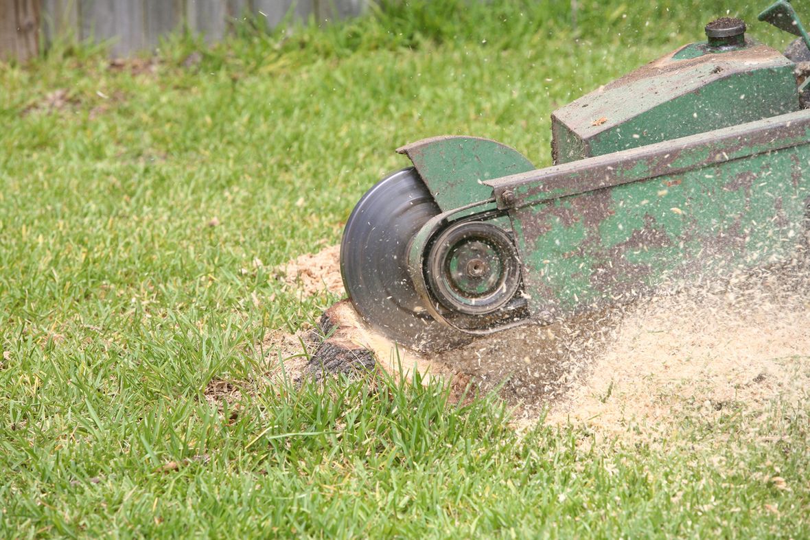 2022 How Much Does Stump Grinding Cost?