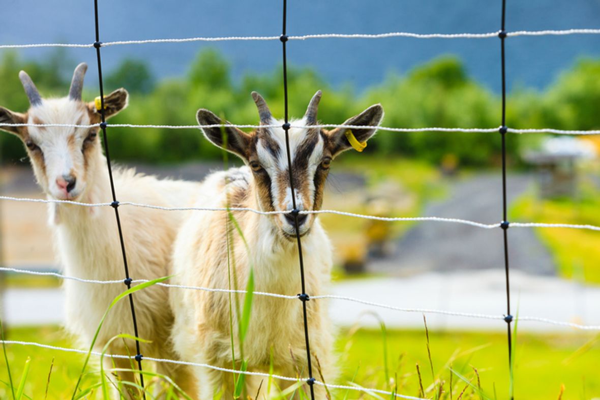 How Much Does Rural Fencing Cost? [2024]