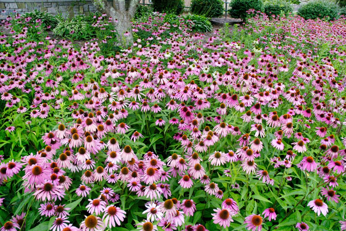 Gardening tips 9 best Autumn flowers