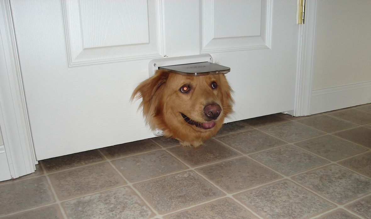 How Much Does it Cost to Install a Doggy Door? [2024]