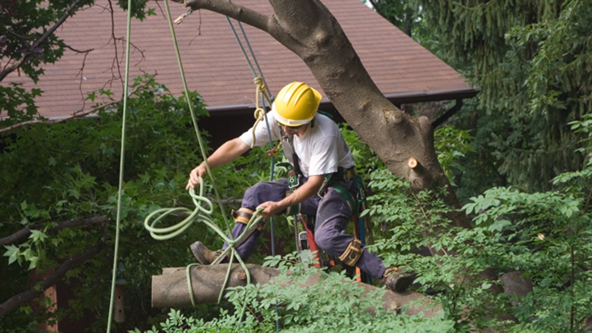 What is tree lopping and how much does it cost? [2024]