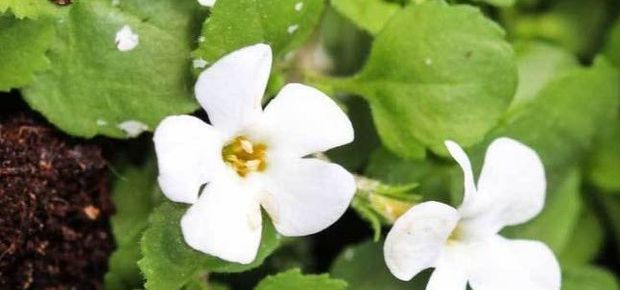 Herbal Medicine
