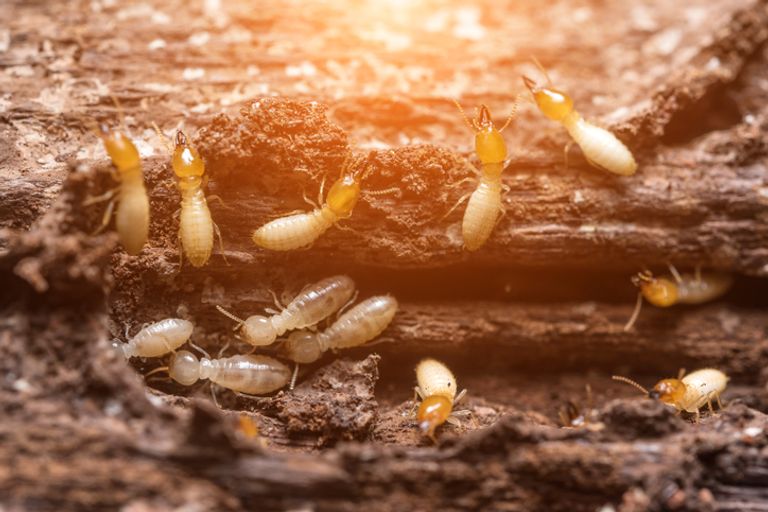 2018 How Much Does Termite Control Cost?