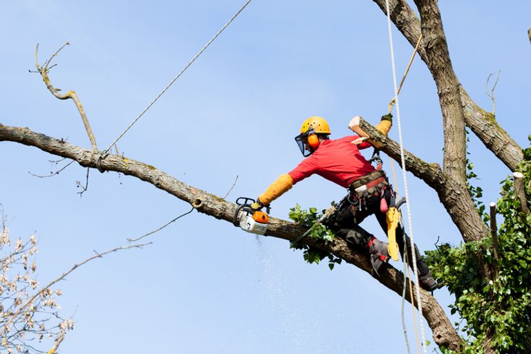 How Much Does A Tree Surgeon Cost? [2024]