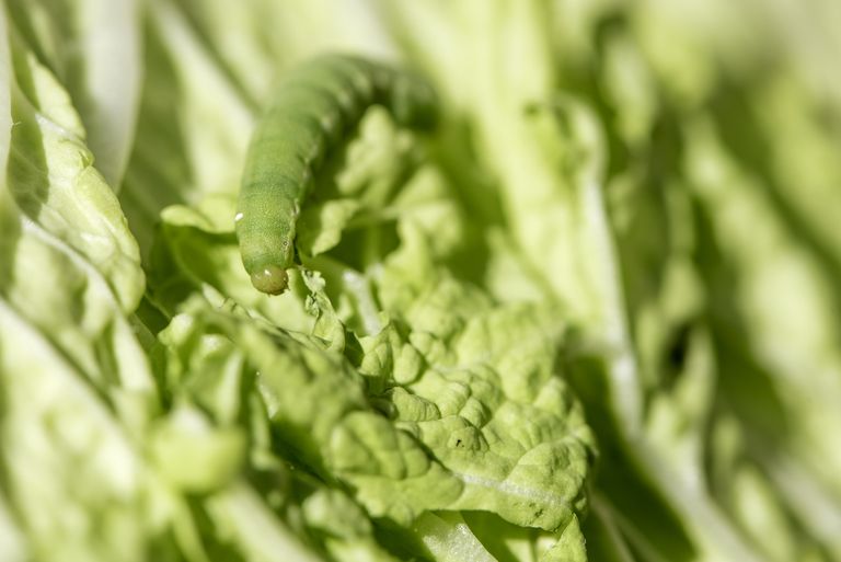 Common Garden Pests - How To Prevent Them - hipages.com.au