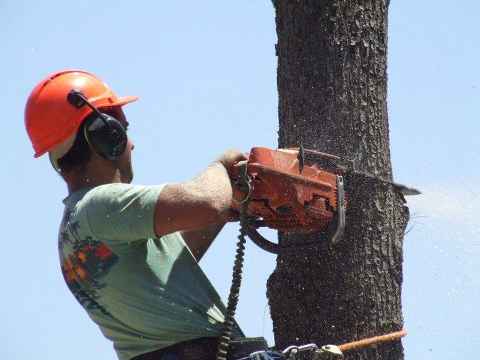 Don't take fatal risks with trees
