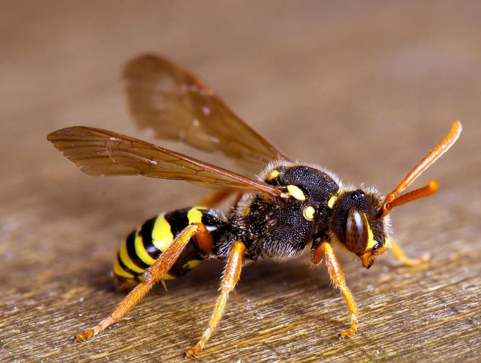 How to get rid of wasps from your backyard