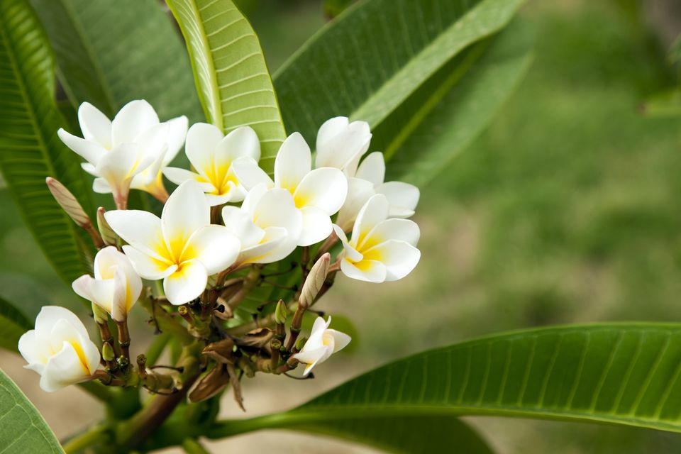 How to Grow Frangipani from Cuttings