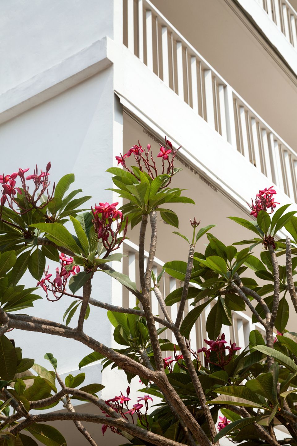 How to Grow Frangipani from Cuttings