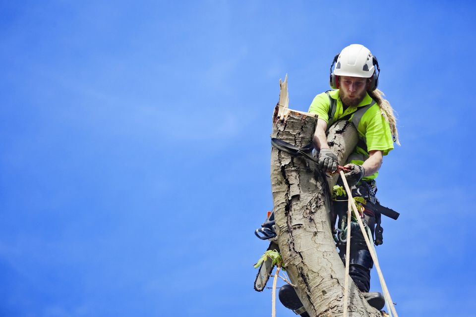 How much does an arborist cost? [2024]