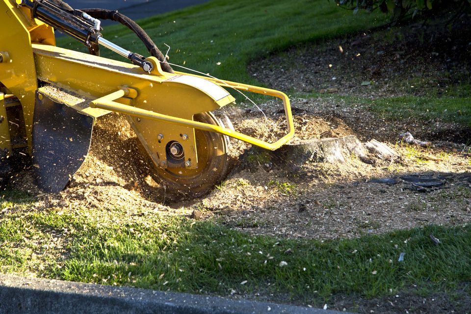 How Much Does Stump Grinding Cost? [2023]