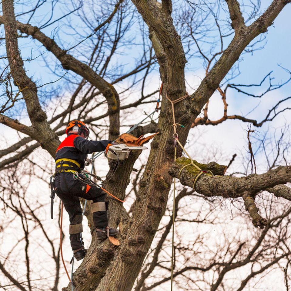 How Much Does A Tree Surgeon Cost 2024 how-much-does-a-tree-surgeon-cost-2024