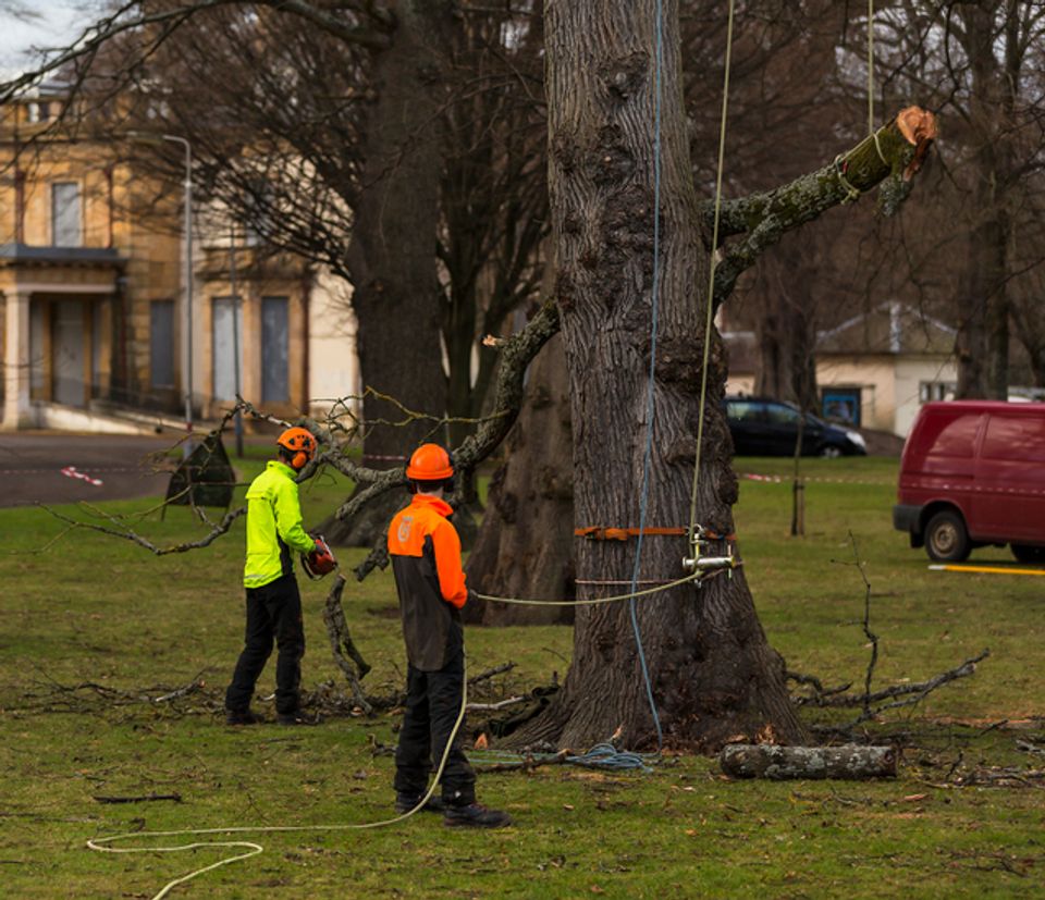 How Much Does A Tree Surgeon Cost? [2024]