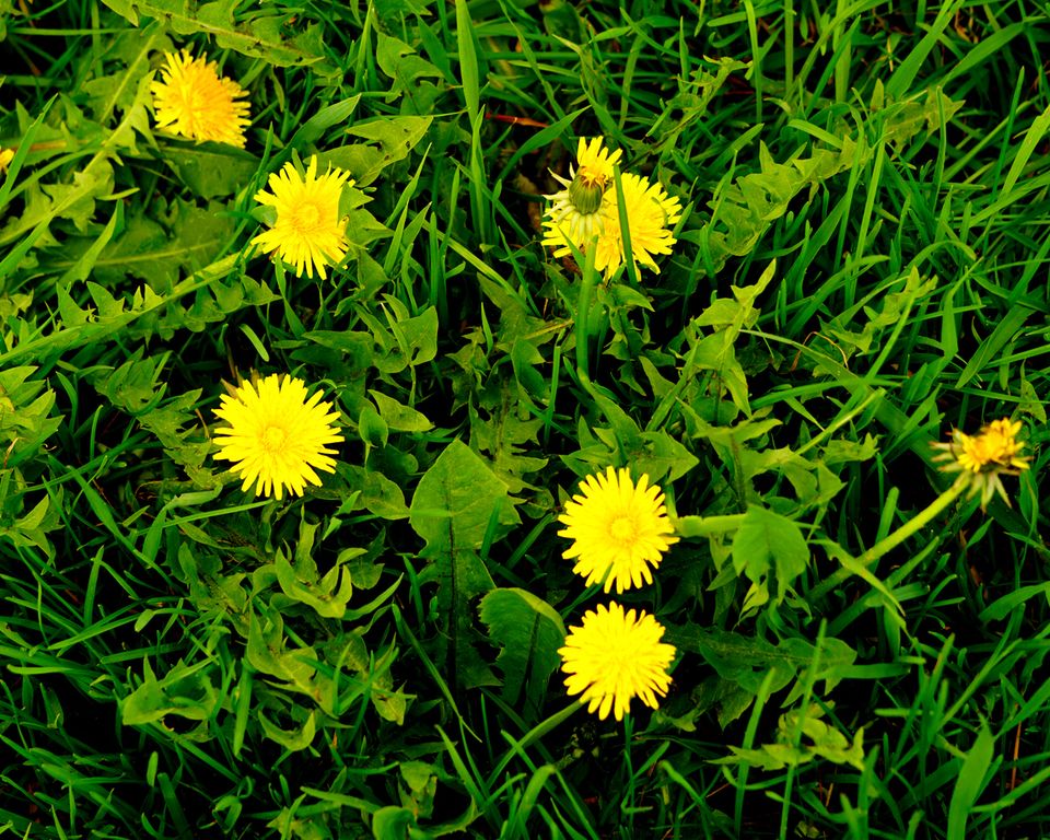 Common Garden Weeds - How To Prevent Them - hipages.com.au