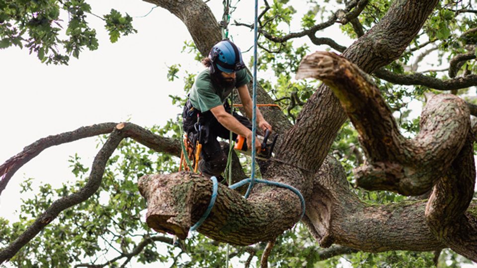 What is tree lopping and how much does it cost? [2024]